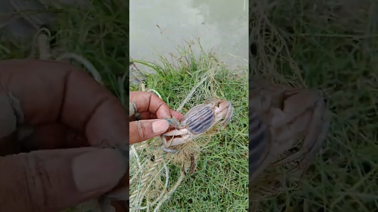  সকাল সকাল বঙ্গপসাগর পার ঘুরা ঘুরি না দেখলে মিছ করবেন না  #viralvideo #viral #foryou 