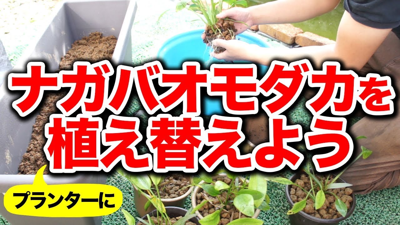 【庭の池】ナガバオモダカをプランターに植え替える #107 2018.7.15