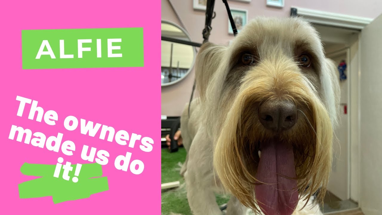 Skye Terrier groomed, what did we do?