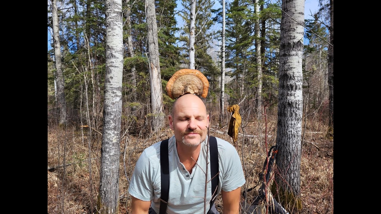 Easy medicinal mushrooms YOU can harvest in the Boreal forest. #chaga #medicinalmushrooms