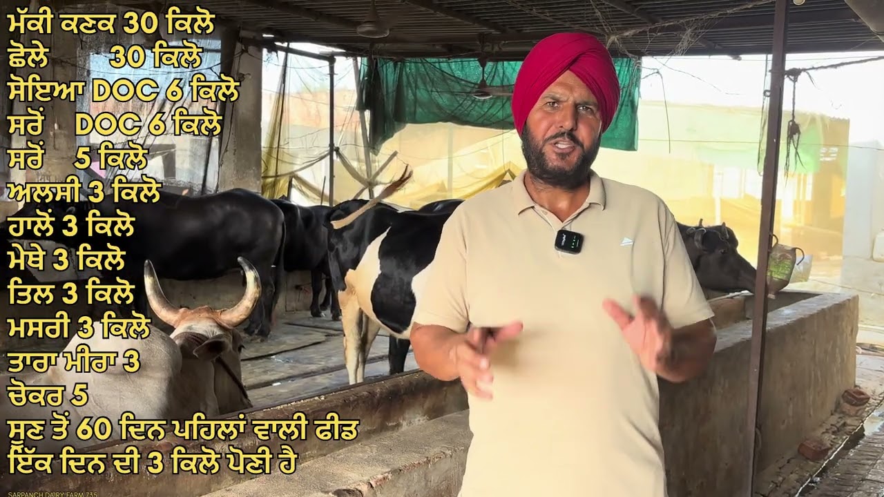 Transition ਫੀਡ ਦਾ ਫਾਰਮੂਲਾ 45 ਤੋਂ 60 ਦਿਨ ਸੂਣ ਤੋਂ ਪਹਿਲਾਂ