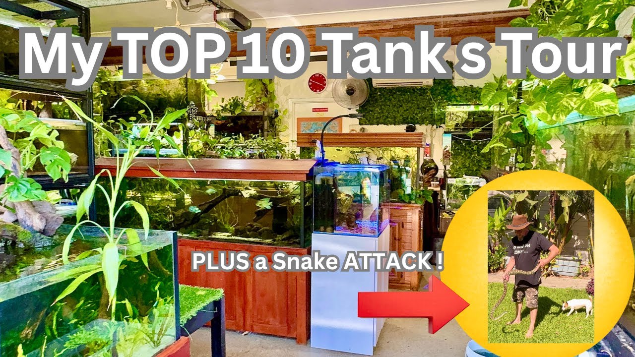 My CRAZIEST Fishroom Tour Yet! Top 10 Tanks + Snake Attack & Wildlife Chaos!