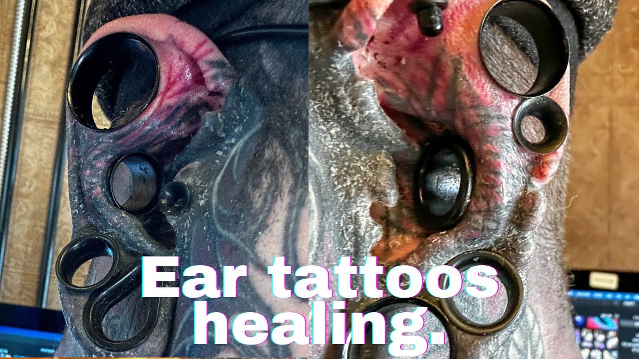 Ear tattoos healing, and Instagram Deactivation AGAIN!