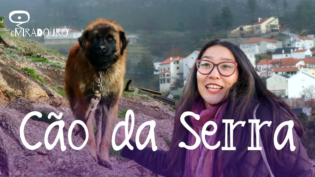 Conhecemos o Cão da Serra da Estrela | Na Rota da Serra da Estrela ep.6