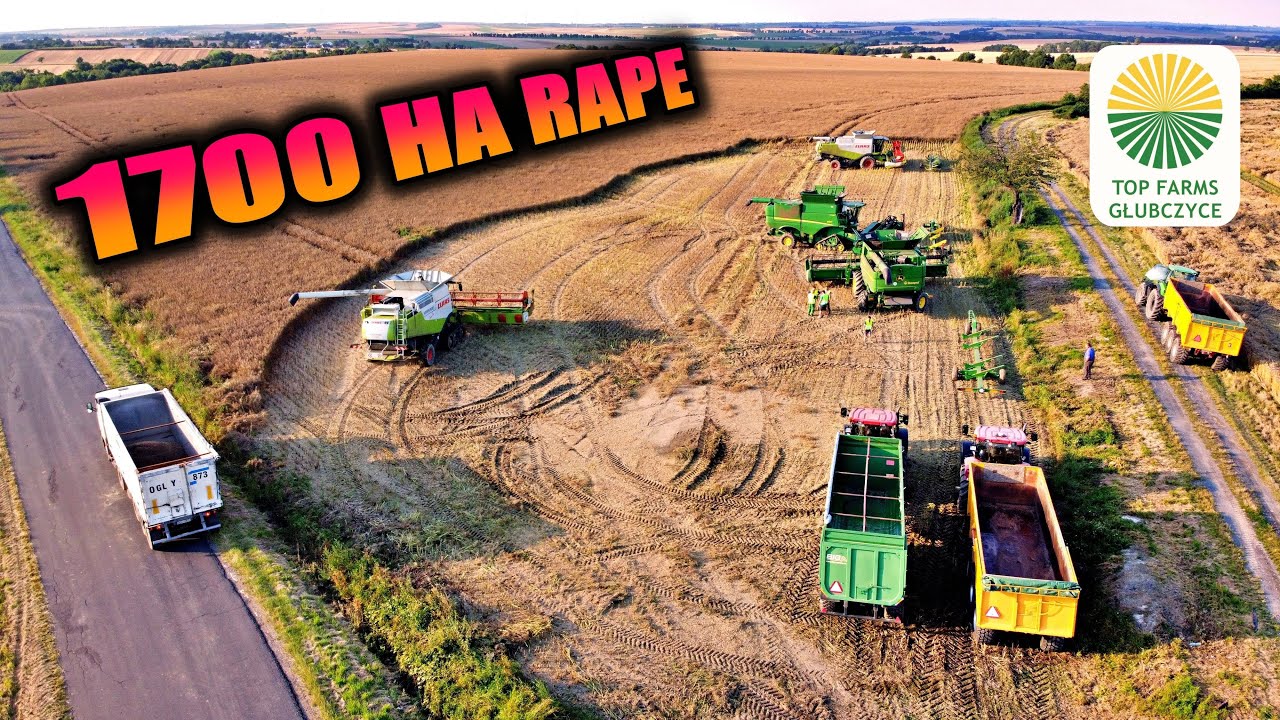 🔥 HUGE HARVEST IN TOP FARMS GŁUBCZYCE👨‍🌾, 1700 ha OF RAPESEED 🚜