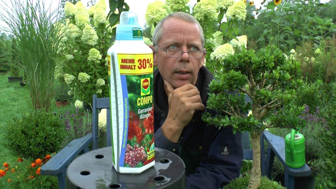 Düngen von Bonsai und Topfpflanzen Teil 1 Compo Geraniendünger