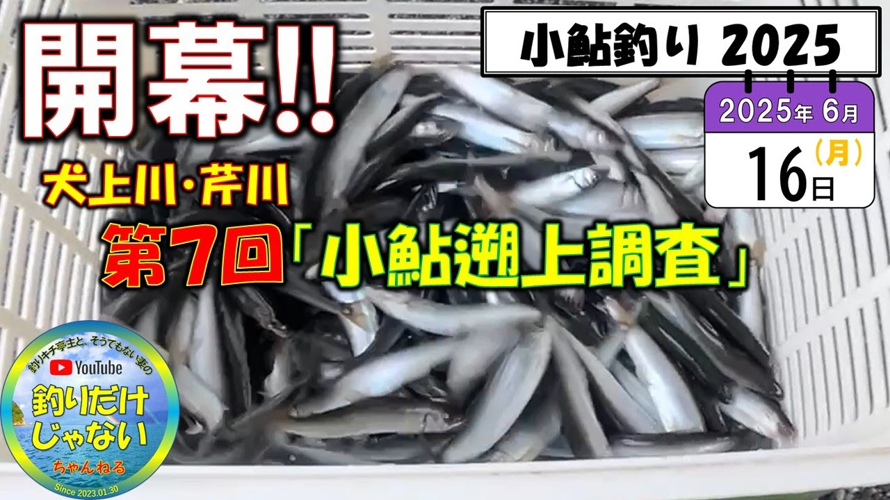 【小鮎釣り2025】第７回「小鮎遡上調査」、滋賀・湖東二川（芹川・犬上川）