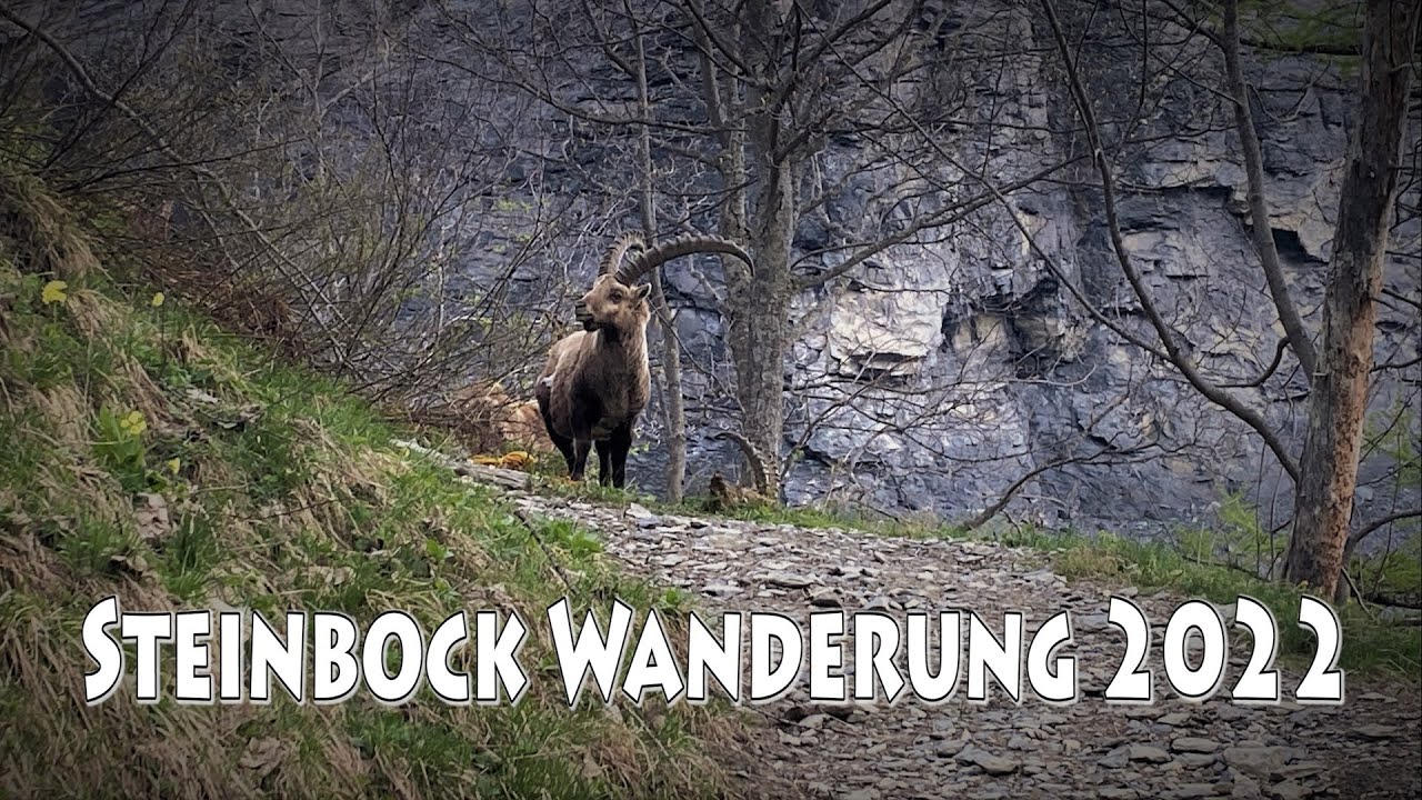 Steinbockwanderung-Weisstannen-Batöni-Hängebrücke-Alp Valtüsch-Heidelpass und zurück