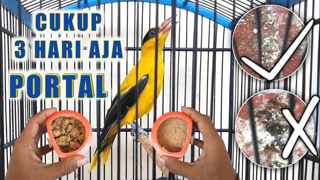 CARA CEPAT AJARI KEPODANG EMAS MAKAN VOER TOTAL || Mengepurkan Kepodang Emas Anti Gagal