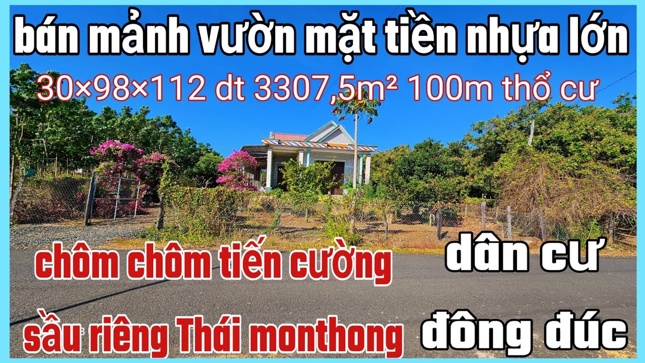 Bán mảnh vườn chôm chôm tiến cường ,sầu riêng thái monthong 30×98×122 dt 3307,5m² 100tc giá 1tỷ250tr