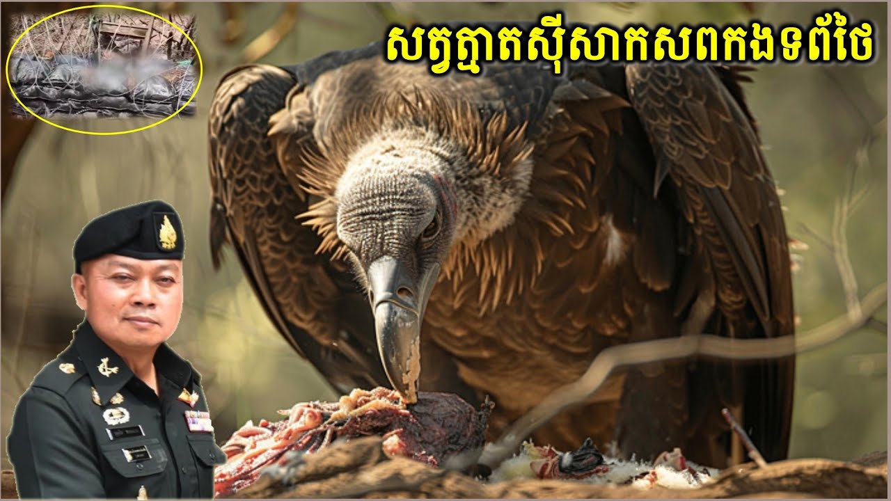 ហេតុអ្វី ប៊ុនស៊ីន ផាដក្លាង អោយសត្វត្មាតស៊ីសាកសពកងទព័​ថៃ ក្នុងតំបន់សមរភូមិសឹក