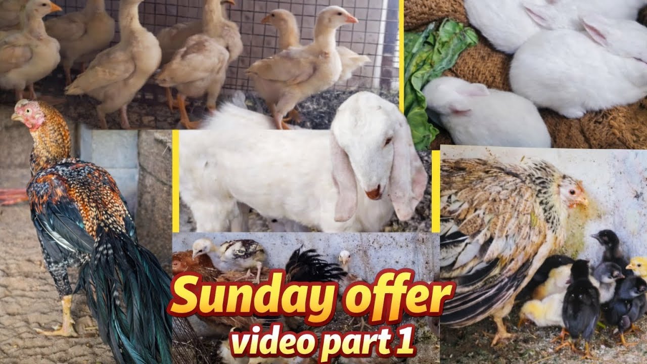 Aseel chicks for sale in Hyderabad Sunday Offer video 📸