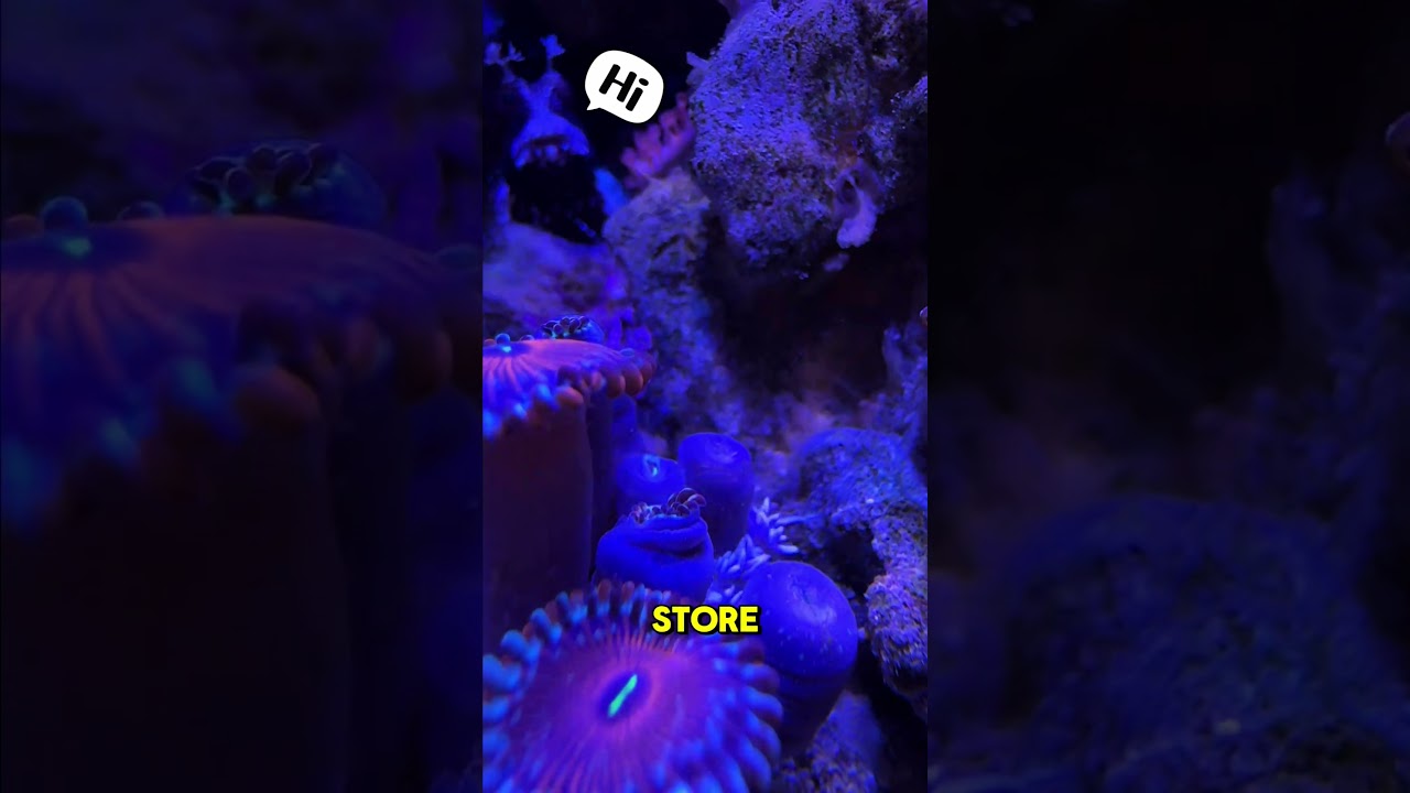 Berghia kontra Aiptasia!