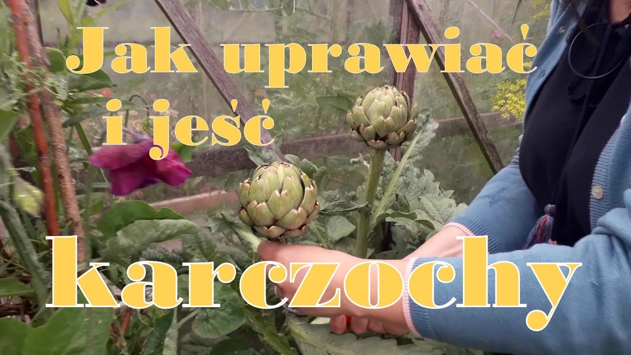 Jak uprawiać i jeść karczochy?