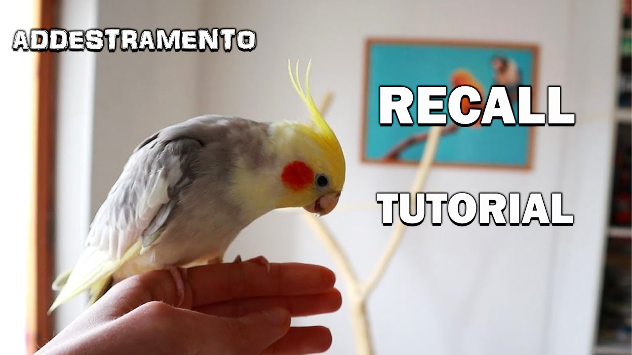 ADDESTRARE il PAPPAGALLO al RECALL/RICHIAMO || TUTORIAL in POV