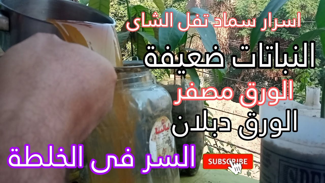 تفل الشاى افضل سماد طبيعى  لجميع النباتات تأثيرة سريع جدا بس  طريقة التسميد بتكون ازاى