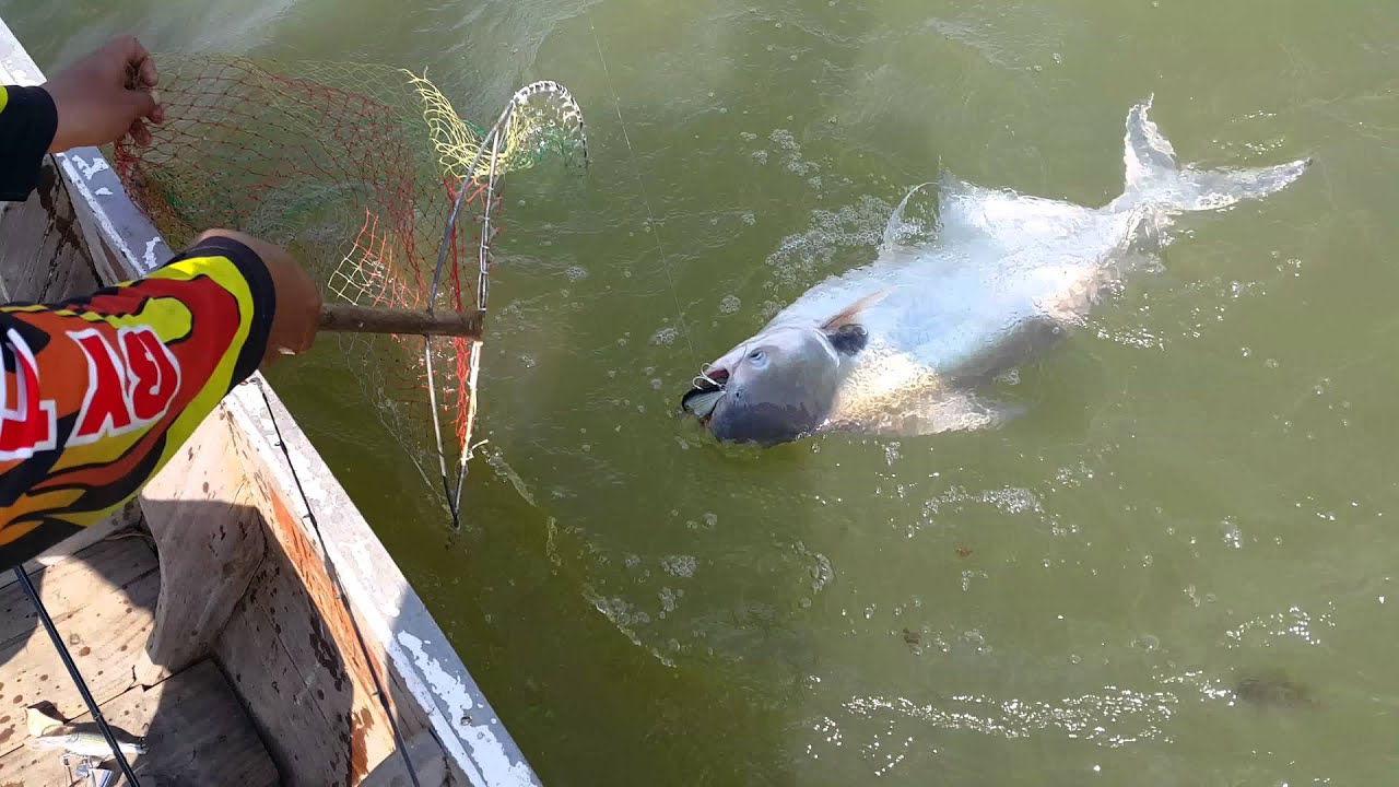 Mr. Watt and Black ear catfish 02