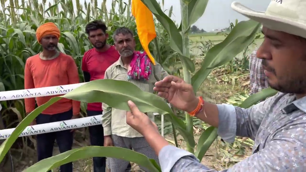 Brachy sorgho silage wali jowar @80 days