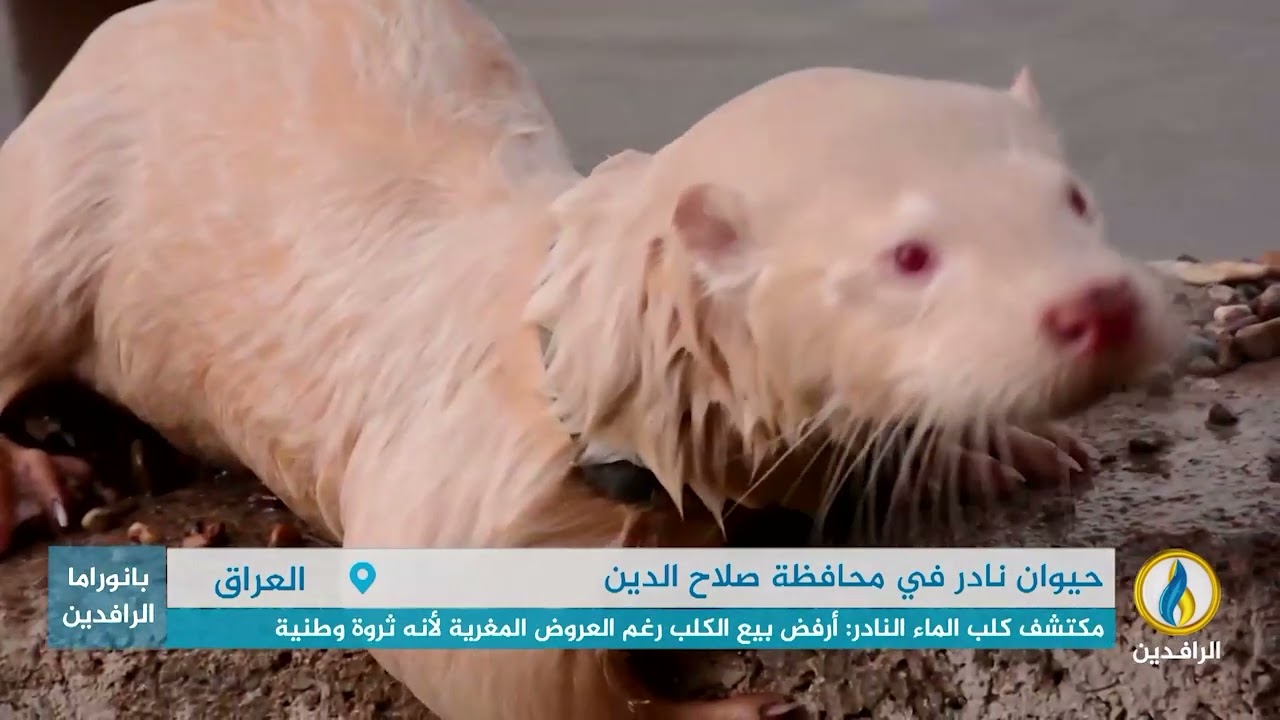 تقرير إخباري.. العثور على كلب الماء الأوراسي الأمهق في نهر دجلة بناحية الإسحاقي في محافظة صلاح الدين