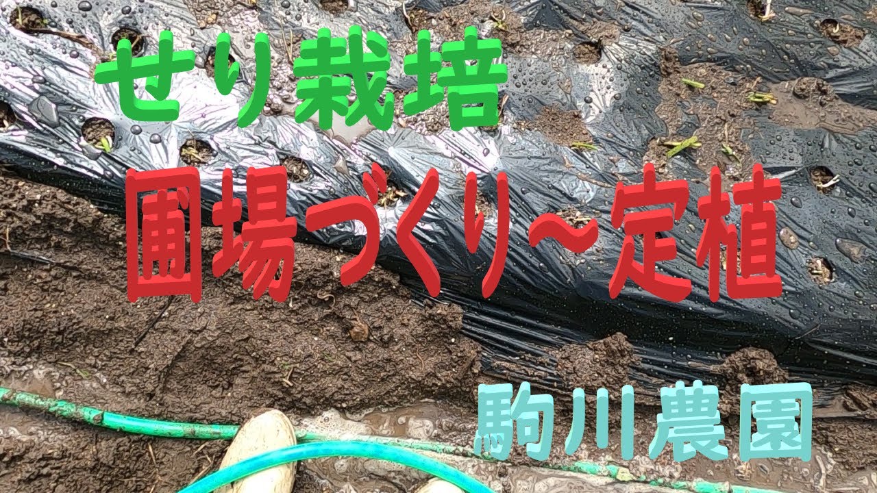 せり栽培　圃場準備から定植　邑南町　駒川農園　22.9.8