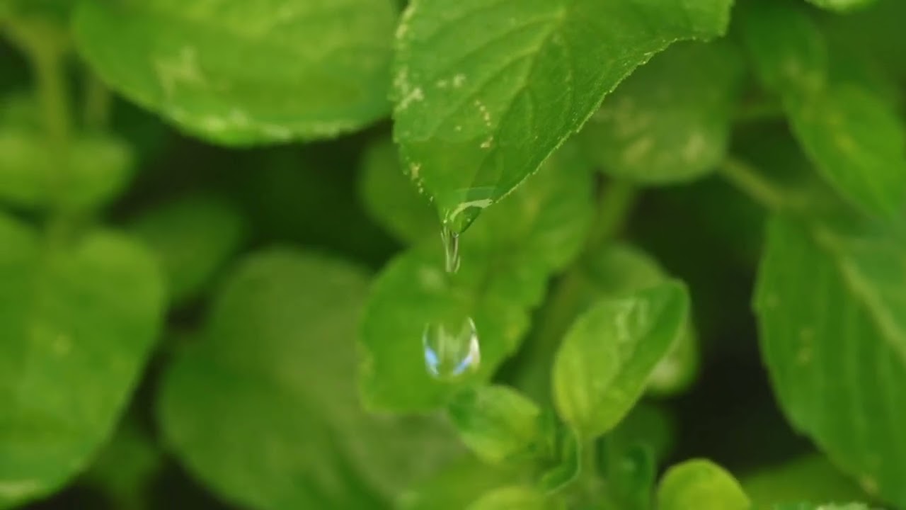 【528Hz】Gentle Rain Nature | DNA Repair Meditation