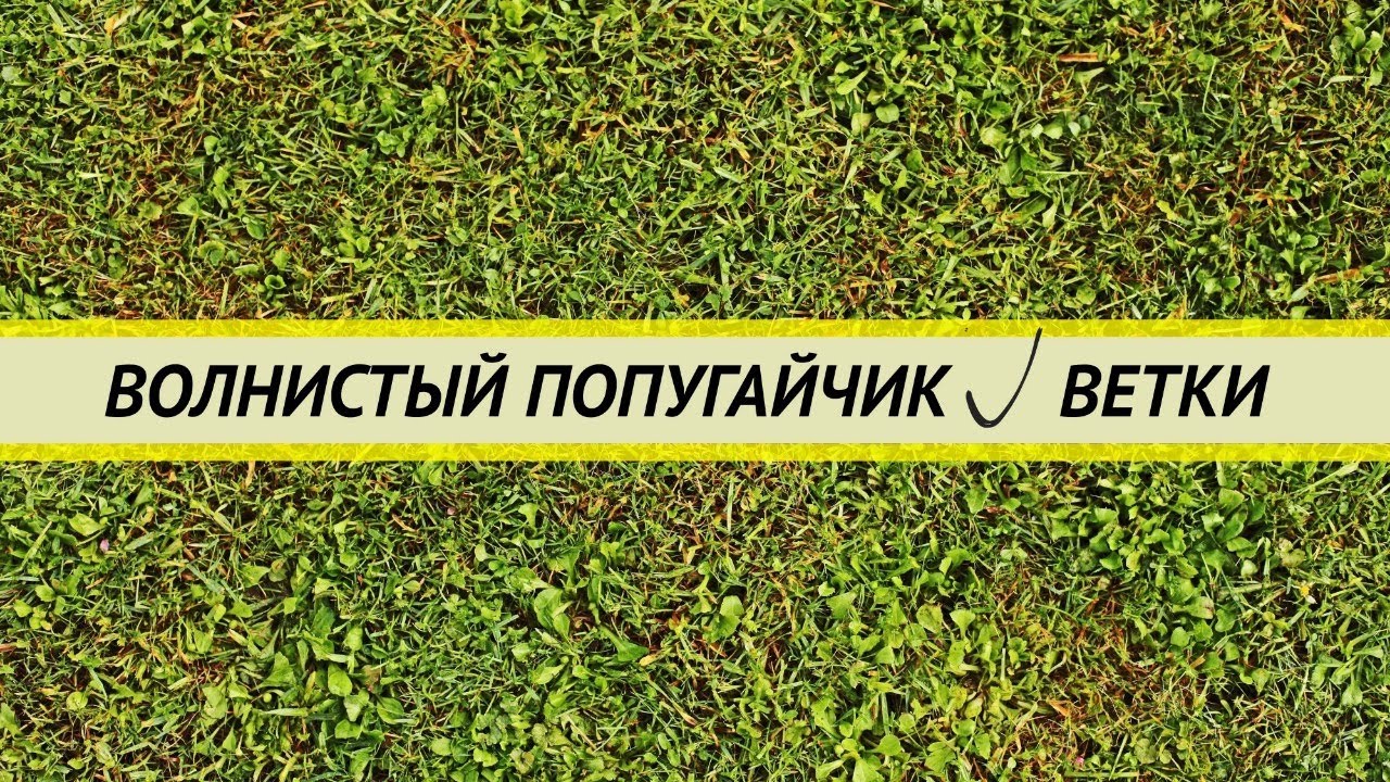 Волнистый попугай. Ветки: какие нужны, какие можно, как собирать, как обрабатывать.