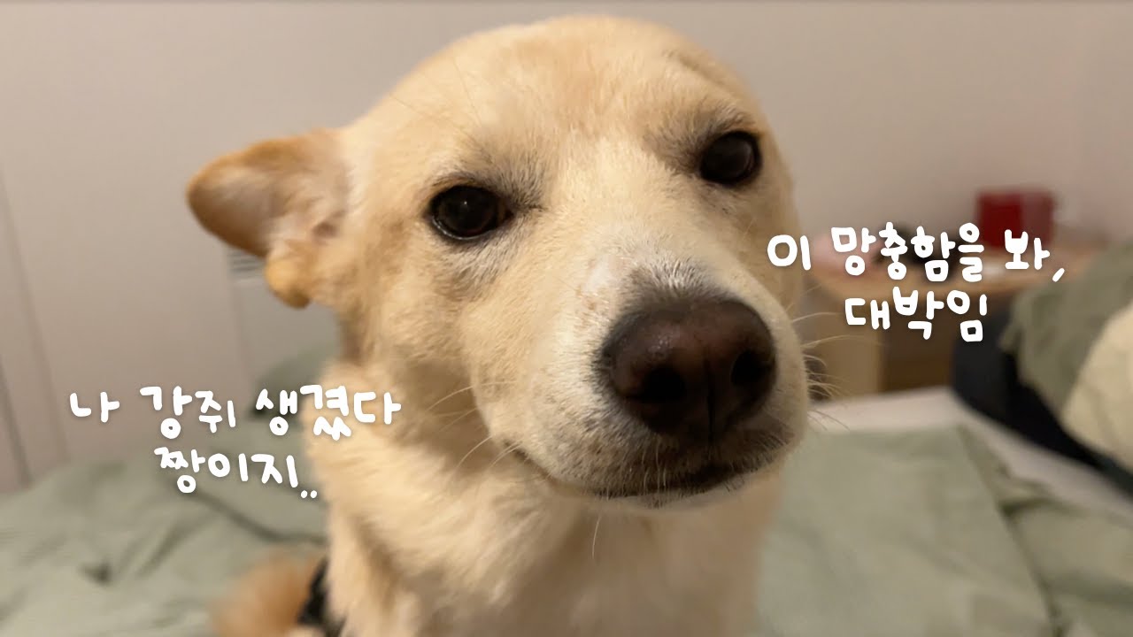 새 식구를 소개합니다 🐶 / 한국에서 프랑스로 혼자 비행기 타고 온 기특 아기 진도 / #국제커플 #vlog