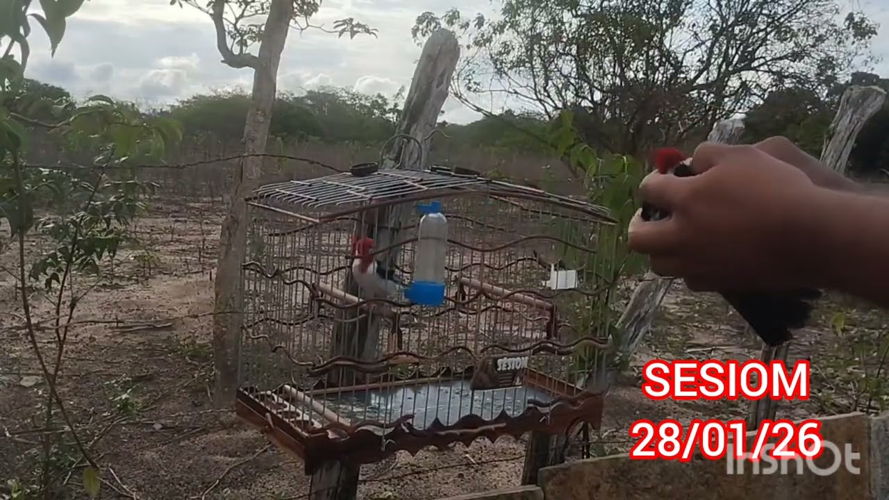 SESIOM NA PEGADA!! Solto muito preseiro, mas vacilou pro Sesiom 💥