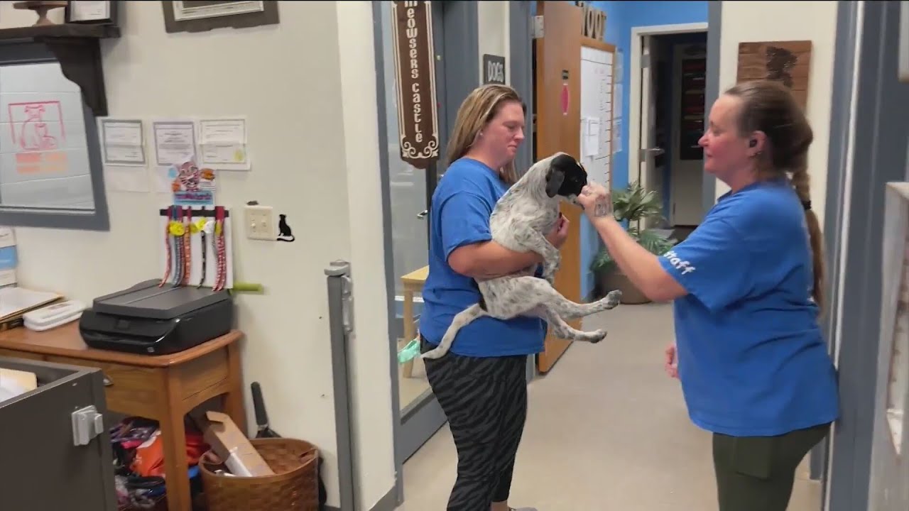 Shelter Slumber Pawty