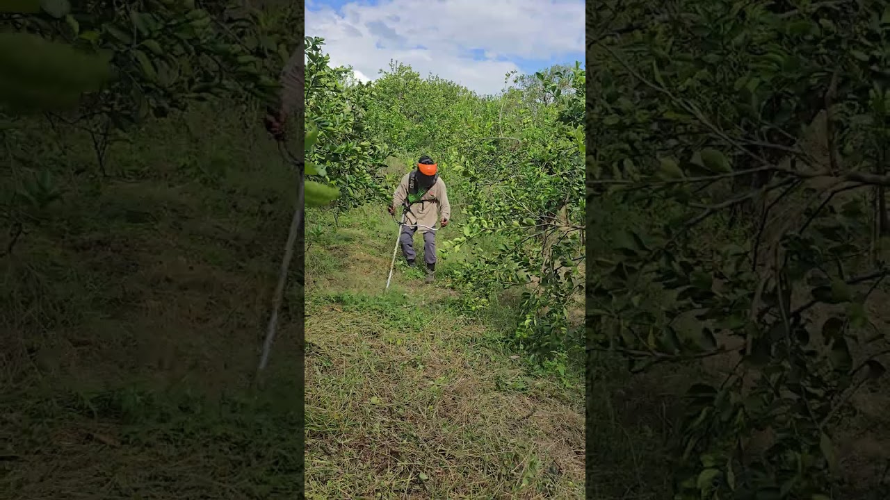 Hoy andamos limpiando el limonal con la desbrozadora 🌳🍃🍋👨‍🌾 