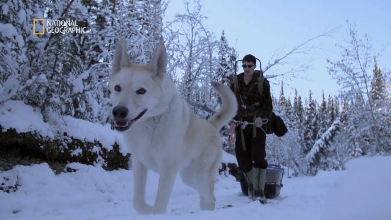 Zamieszkał na pustkowiu a jedynym kompanem jest jego pies [Alaska]