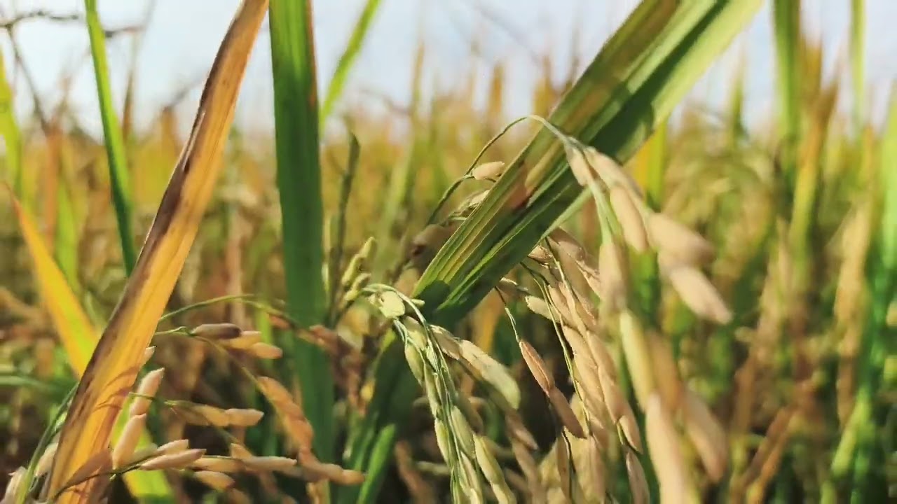 Siem Reap county side rice fields 