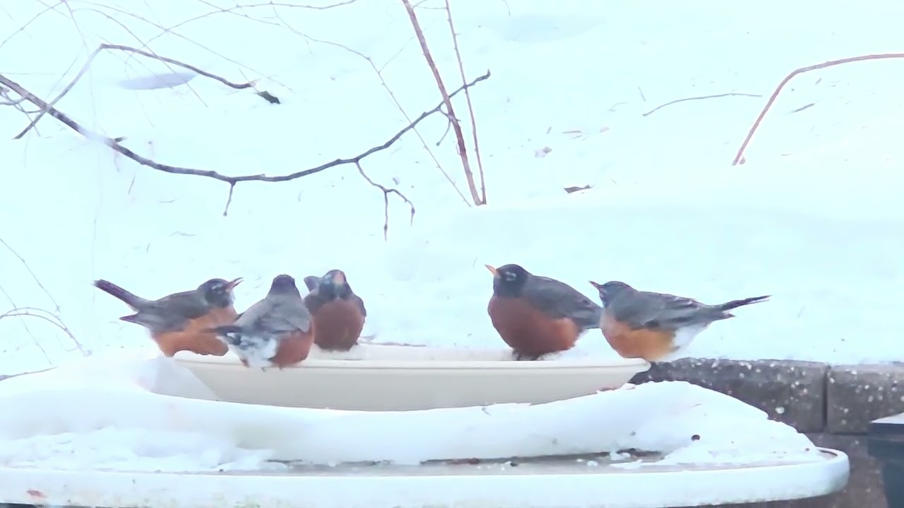 Sunday Morning Round of Robins