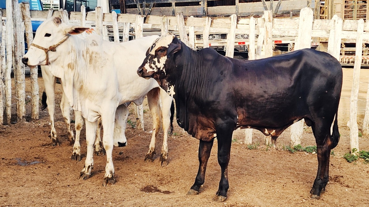 FEIRA DO GADO EM CUPIRA-PE  11-10-2026 #nordeste