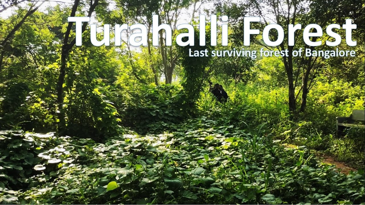 Turahalli Forest | Last Surviving Forest | Within 50 KMs from Bangalore | Pahadi Patidev |