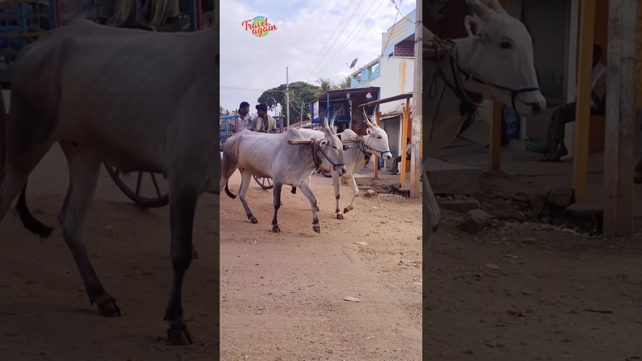 Bullock art #bullockcart #animals #pets #travelagain