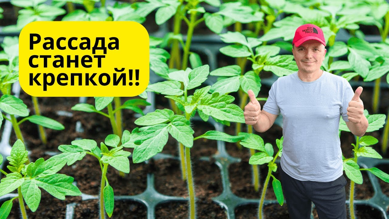 Сделайте ЭТО сразу после появления всходов на рассаде томатов!