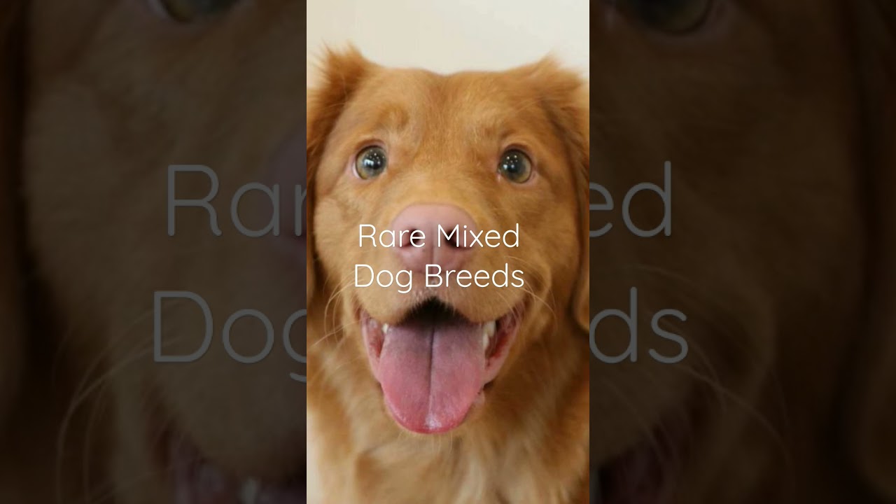 Rare mixed dog breeds.  Episode 1 #dogs