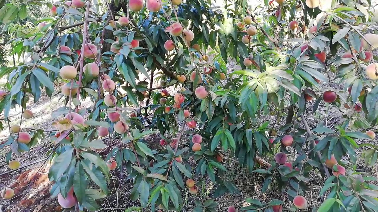 Diferencia planta de Durazno ingerta y de semilla!!