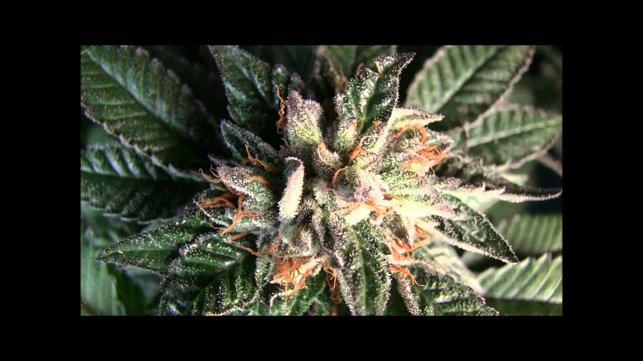 Bubba Kush Pre-98 in Super Soil