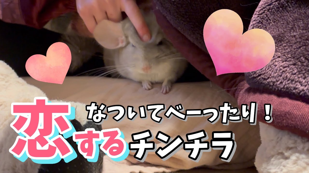 ベタなつく♥︎呼べば来る♡嫉妬もする♥︎恋人のようにおねぃたんに寄り添いなつくチンチラが可愛い！