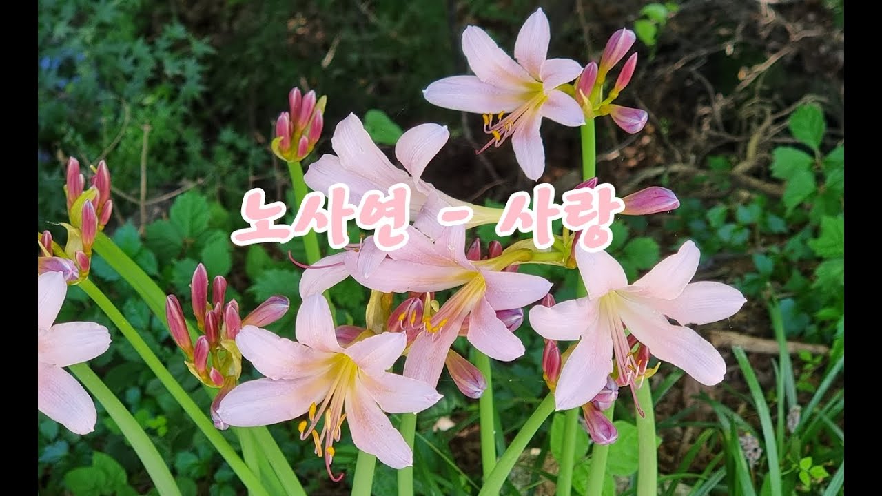 노사연  - 사랑