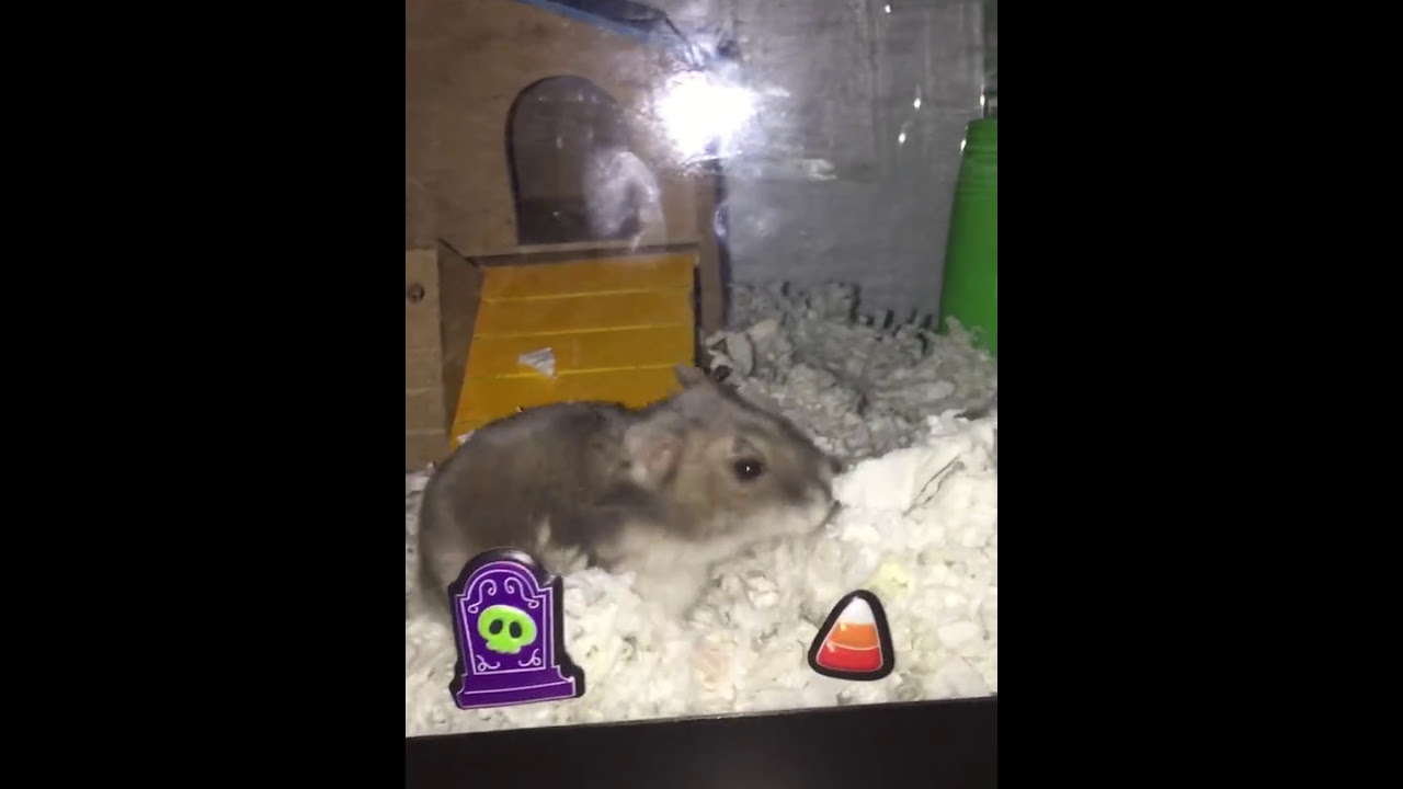 Rare footage of hamster stuffing its cheeks with bedding