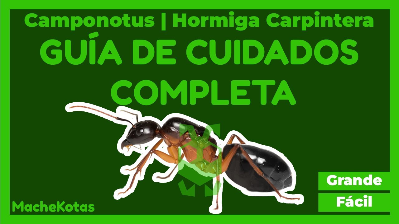📗GUÍA DE CUIDADOS COMPLETA | Hormigas Camponotus (Carpinteras)🌲
