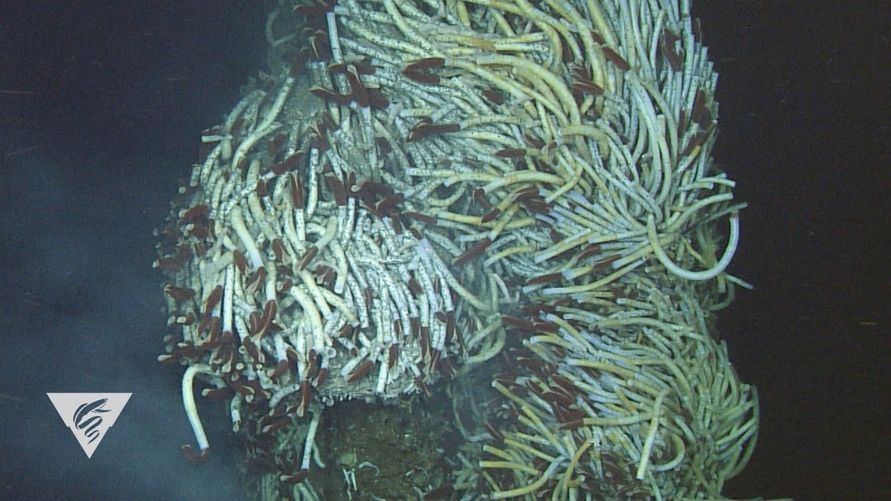 Weird and Wonderful: Giant tubeworms