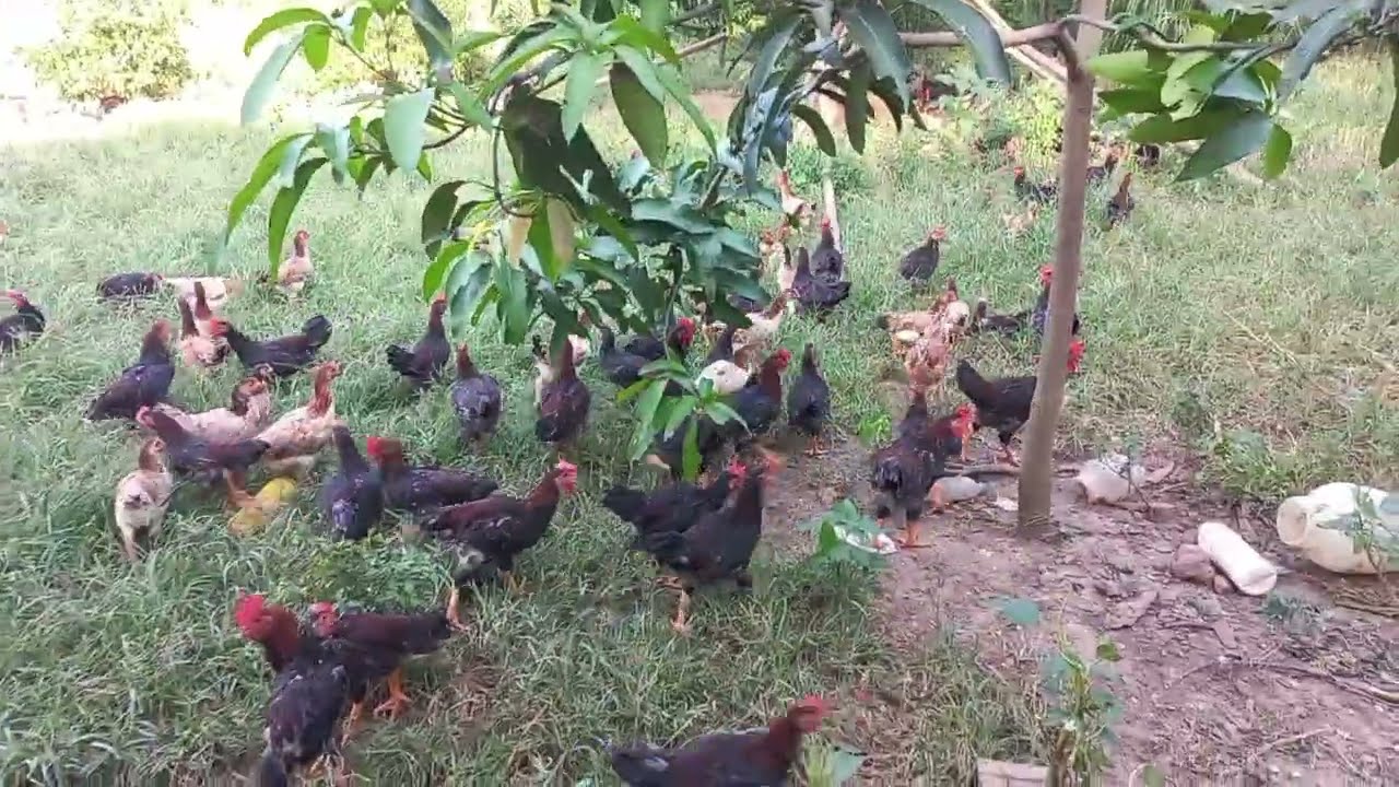 Kĩ Thuật Nuôi Gà Ta Thả Vườn Quy Mô Vừa Và Nhỏ | Đức Gà Vlog