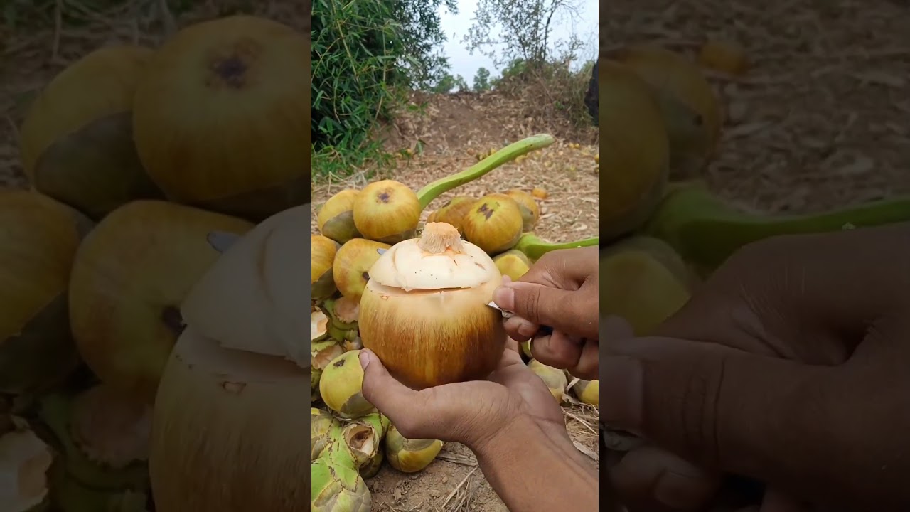 ताड़ फल Tad fruit #tad #fruitcutting #viralvideo #2023