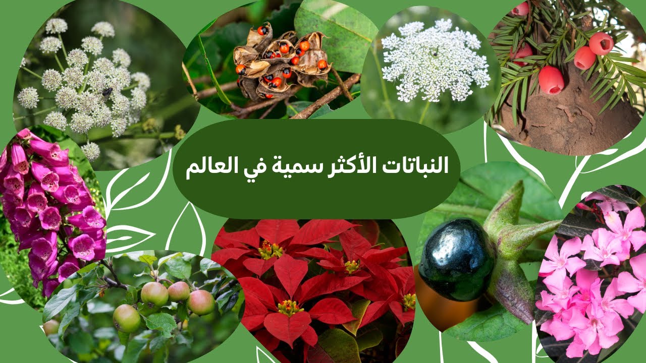 النباتات السامة الأكثر خطورة على وجه الأرض #اخطر #نباتات #في_العالم #نبات #2024