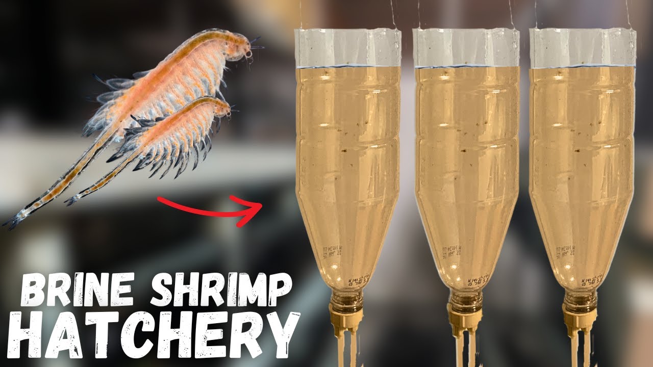$5 Easy DIY Brine Shrimp Hatchery Build!