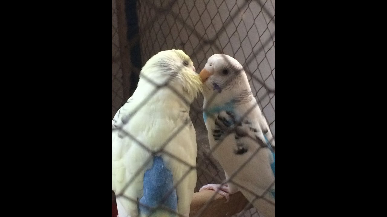 Budgies Parrots ka pair nahi lag raha kafi time hogaya eggs bhi nahi diye in Urdu/Hindi.